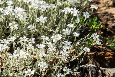 Mayıs ayı ortasında Cerastium tomentosum 'un beyaz çiçekleri çiçek arkaplanı olarak yakın plan çekilir.