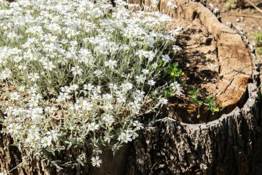 Mayıs ayı ortasında Cerastium tomentosum 'un beyaz çiçekleri çiçek arkaplanı olarak yakın plan çekilir.