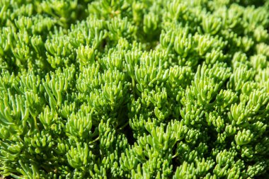 Bahçedeki yeşil yapraklı taşropların sulu bitkilerini kapatın. Doğa arkaplanı