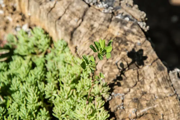 Güneşli bir günde, bir ağaç kütüğünde büyüyen küçük yeşil bitki, sulu yeşil yapraklar arasında büyür.