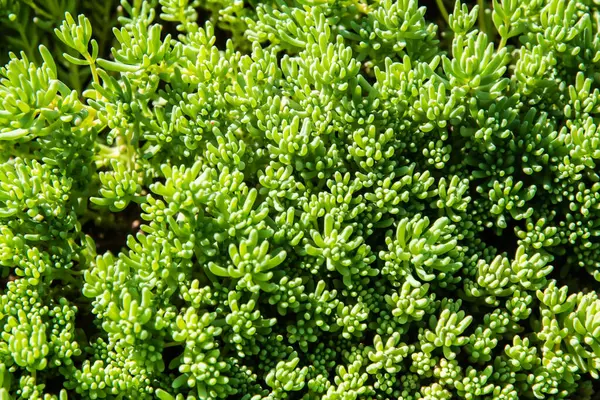 Bahçedeki yeşil yapraklı taşropların sulu bitkilerini kapatın. Doğa arkaplanı