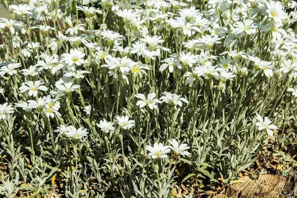 Mayıs ayı ortasında Cerastium tomentosum 'un beyaz çiçekleri çiçek arkaplanı olarak yakın plan çekilir.