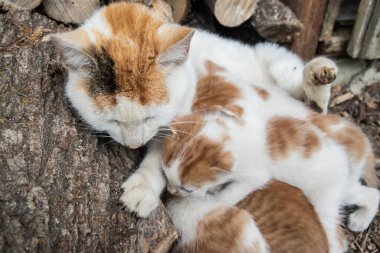 Turuncu ve beyaz anne kedi yeni doğmuş yavrularını köy bahçesinde emziriyor.