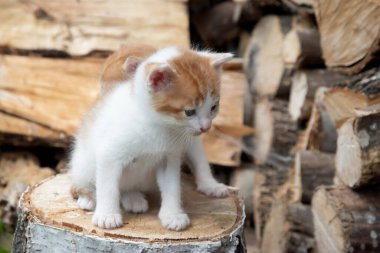 İki sevimli portakal ve beyaz kedi yavrusu yakacak odunları olan bir ağaç kütüğünü keşfediyor.