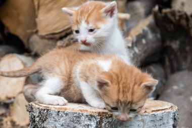 İki sevimli portakal ve beyaz kedi yavrusu yakacak odunları olan bir ağaç kütüğünü keşfediyor.