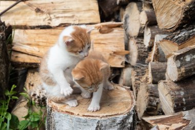 İki sevimli portakal ve beyaz kedi yavrusu yakacak odunları olan bir ağaç kütüğünü keşfediyor.