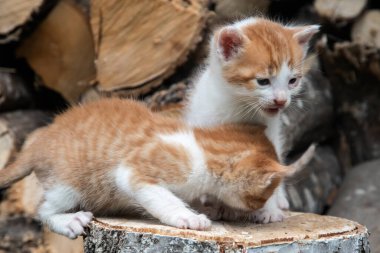 İki sevimli portakal ve beyaz kedi yavrusu yakacak odunları olan bir ağaç kütüğünü keşfediyor.