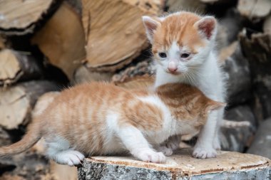 İki sevimli portakal ve beyaz kedi yavrusu yakacak odunları olan bir ağaç kütüğünü keşfediyor.