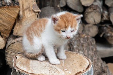 Köyün bahçesindeki yakacak odununun üzerinde oturan şirin, yeni doğmuş kızıl ve beyaz kedi yavrusu.