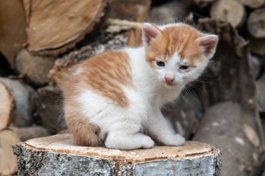 Köyün bahçesindeki yakacak odununun üzerinde oturan şirin, yeni doğmuş kızıl ve beyaz kedi yavrusu.