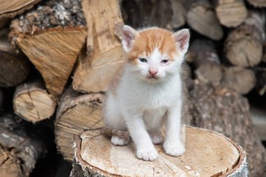 Köyün bahçesindeki yakacak odununun üzerinde oturan şirin, yeni doğmuş kızıl ve beyaz kedi yavrusu.