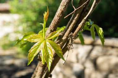 Virginia sürüngeni Parthenocissus quinquefolia İlkbaharda yeni yapraklar