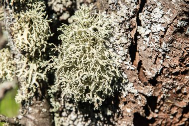 Ağaç dalında İzlanda yosunu var.