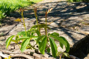 Virginia sürüngeni Parthenocissus quinquefolia İlkbaharda yeni yapraklar
