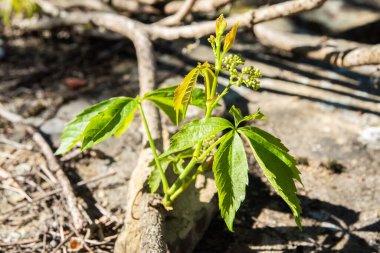 Virginia sürüngeni Parthenocissus quinquefolia İlkbaharda yeni yapraklar
