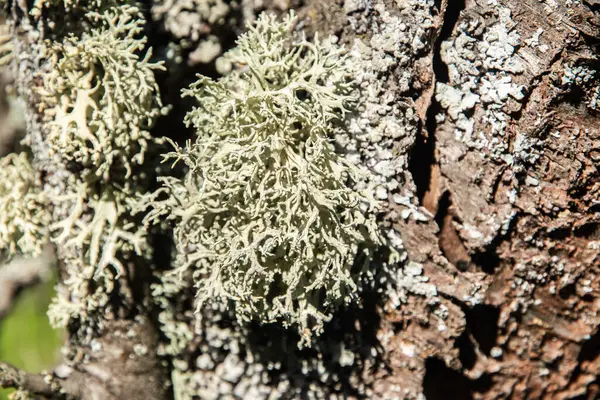 Ağaç dalında İzlanda yosunu var.