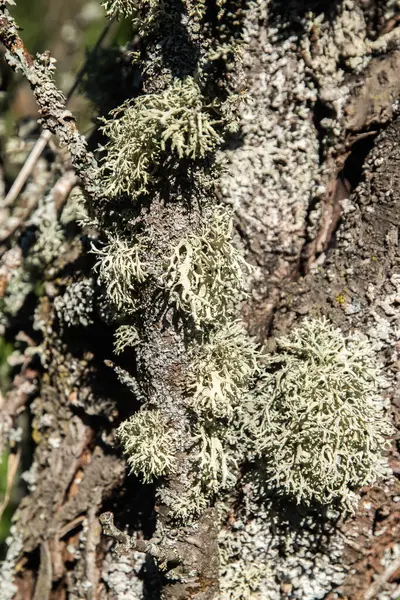 Ağaç dalında İzlanda yosunu var.