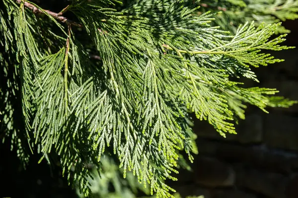 Lawson 'ın selvi ağacının yeşil dalları. Doğal arkaplan