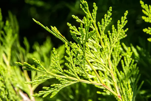 Lawson 'ın selvi ağacının yeşil dalları. Doğal arkaplan