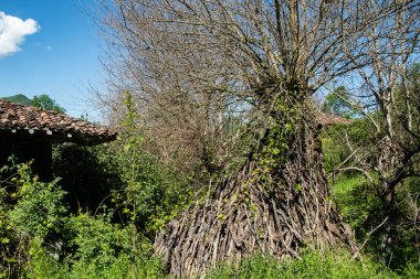 Güneşli bir bahar gününde, küçük bir dağ köyünün bahçesinde, eski bir kır evi ve bir odun yığını.