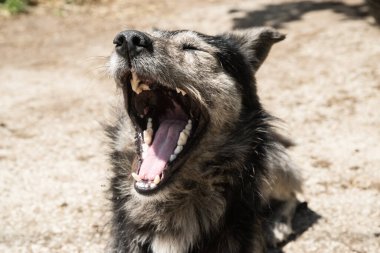 Komik, sevimli köpek köpek esniyor.