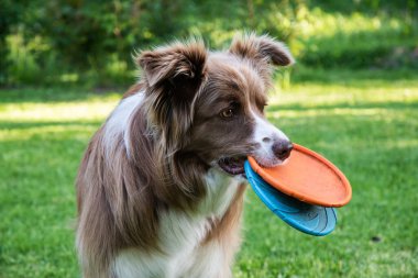 Border Collie köpeği yazın bahçede frizbi oyuncağıyla oynuyor.