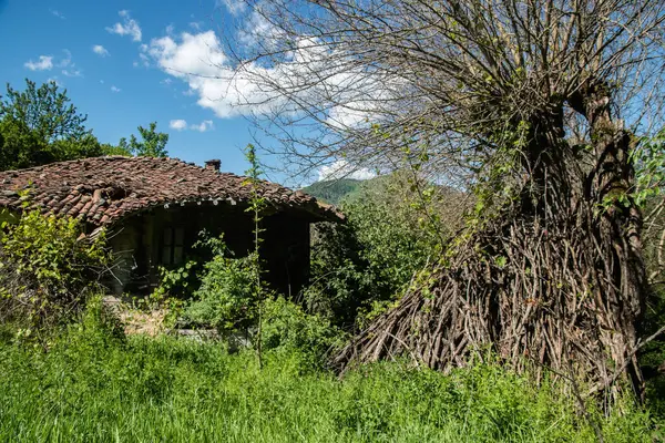 Güneşli bir yaz gününde kırsal kesimde terk edilmiş ahşap ev.