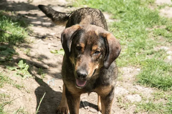 Köyün bahçesinde, sevimli, genç ve başıboş bir köpeğin portresi.