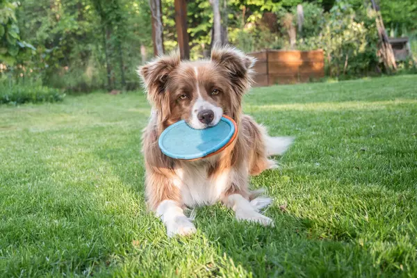 Border Collie köpeği yazın bahçede frizbi oyuncağıyla oynuyor.