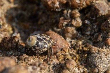 Küçük bir Monodonta labio dudaklı menekşe dişli üst deniz salyangozu güneşli kayalık bir kıyıda desenli bir deniz salyangozu