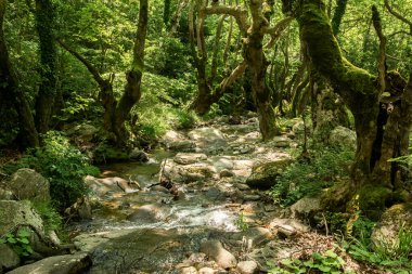 Net bir dağ deresi, ilkbaharda doğal bir manzara olarak cennet gibi yeşil bir ormandan akar.
