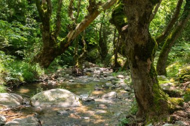 Net bir dağ deresi, ilkbaharda doğal bir manzara olarak cennet gibi yeşil bir ormandan akar.