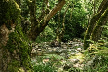 Net bir dağ deresi, ilkbaharda doğal bir manzara olarak cennet gibi yeşil bir ormandan akar.