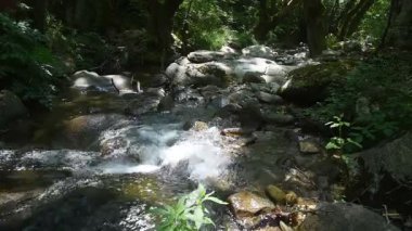 Berrak bir dağ deresi, yemyeşil, yosunlu bir ormanda hızla akıyor.