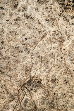 Toprağa sarılmış bitki kökleri detaylı bir organik soyut yakın plan oluşturur.