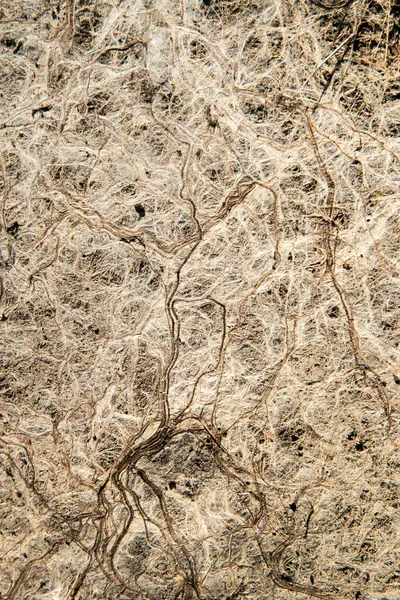 Toprağa sarılmış bitki kökleri detaylı bir organik soyut yakın plan oluşturur.