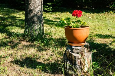 Kırsal bir bahçedeki tahta bir kütükte, terakotta tenceresinde kırmızı Pelargonium.