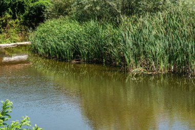 Bereketli yeşil kamışların ve bitkilerin sardığı huzurlu bir nehir.