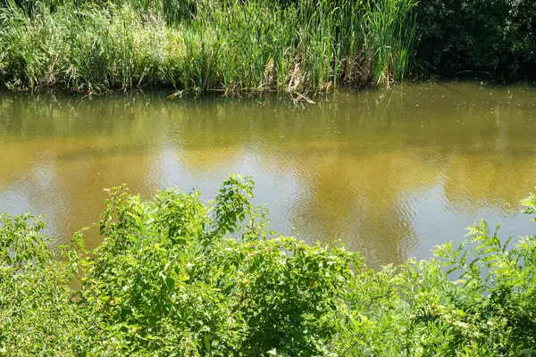 Bereketli yeşil kamışların ve bitkilerin sardığı huzurlu bir nehir.