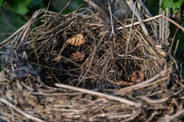 Dallardan ve dallardan yapılmış boş kuş yuvası, detaylı bir doğal doku.