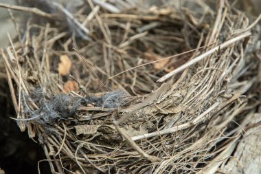 Dallardan ve dallardan yapılmış boş kuş yuvası, detaylı bir doğal doku.