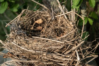 Dallardan ve dallardan yapılmış boş kuş yuvası, detaylı bir doğal doku.