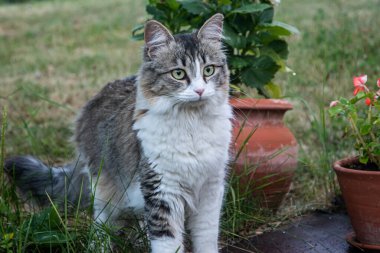 Yumuşak, tapılası evcil kedi çiçek saksılarıyla köyün bahçesinde zarifçe poz veriyor.
