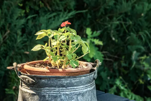 Çamurdan bir çömleğe, kırsal bir tencereye, güneşli bir bahçeye yerleştirilmiş.
