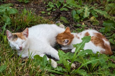 Anne bir kedi yavrusunu çimenlerde nazikçe emziriyor. Kırsal kesimde huzurlu bir aile hayatı.