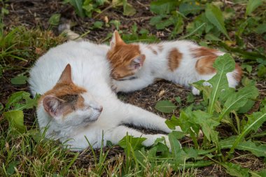 Anne bir kedi yavrusunu çimenlerde nazikçe emziriyor. Kırsal kesimde huzurlu bir aile hayatı.