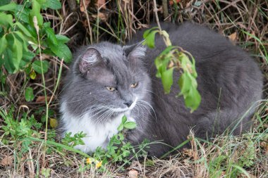 Güzel, tüylü, gri ve beyaz evcil bir kedi çiçeklerin ve bahçedeki yeşil bitkilerin arasında zarif bir şekilde yatıyor.