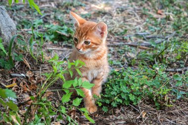 Küçük bir turuncu tekir kedi yavrusu çimlerin üzerinde oturmuş merakla yukarı bakıyor.
