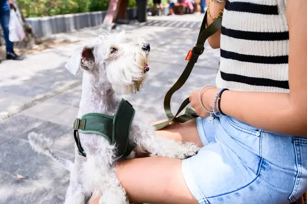 Güneşli bir günde güzel beyaz bir köpeğe ikram eden bir kadının eli.