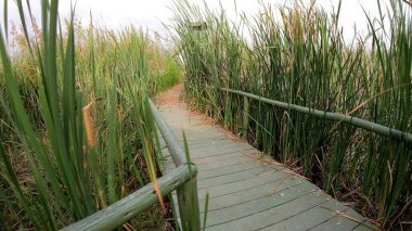 Orman yolu parlak güneşin altında kıvrılmış.